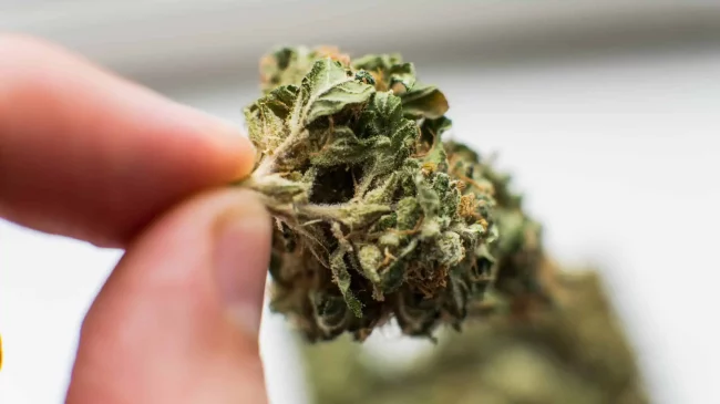 Gjermania legalizon përdorimin e kanabisit, do lejohet&hellip;