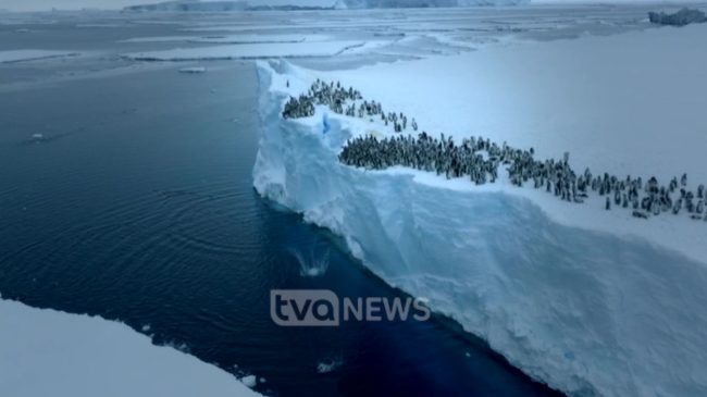 Pinguinët “aktorë” hidhen nga maja e shkëmbit&hellip;