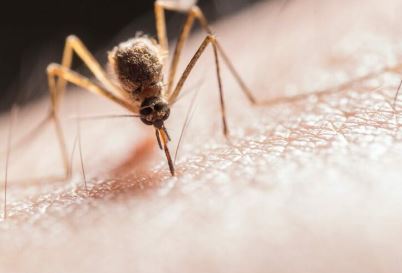 Mushkonja e malaries rishfaqet në Itali pas…