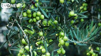 Kriza e vajit të ullirit, ankohen prodhuesit