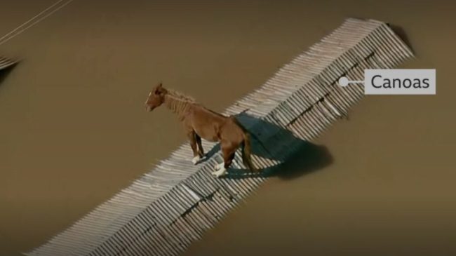Përmbytje në Brazil, kali bllokohet në majë…