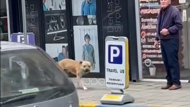 Pitbulli i egër në Tiranë vret një&hellip;