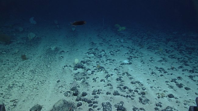 Japonia zbulon minerale me vlerë 26 miliardë&hellip;