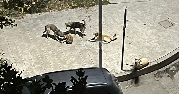 “Vetëm qentë kanë mbetur në Vlorë, se&hellip;