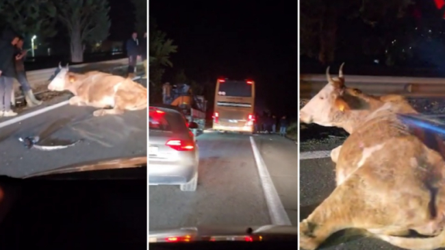 Lopët në autostradë, shkaktohet aksident në magjistralen&hellip;