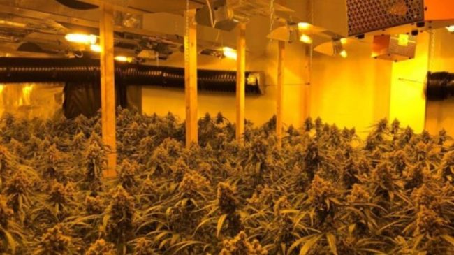 Plantacion me 400 mijë rrënjë kanabis, arrestohen&hellip;