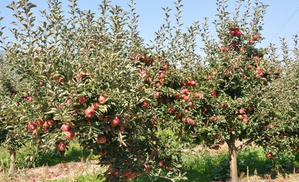 Dëbora e papritur shkatërron pemët në lulëzim&hellip;
