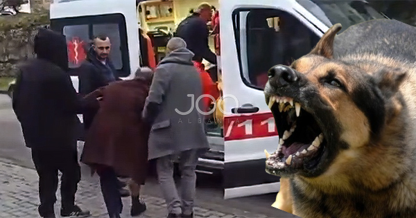 Panik në Lezhë/ Qeni endacak sulmon dhe&hellip;