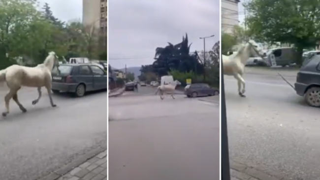 Lidhi kalin pas makinës nëpër rrugët e&hellip;