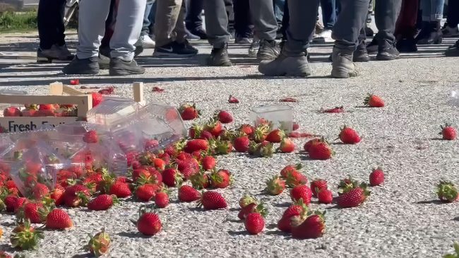 Luleshtrydhet me pesticide erdhën nga Greqia nuk&hellip;