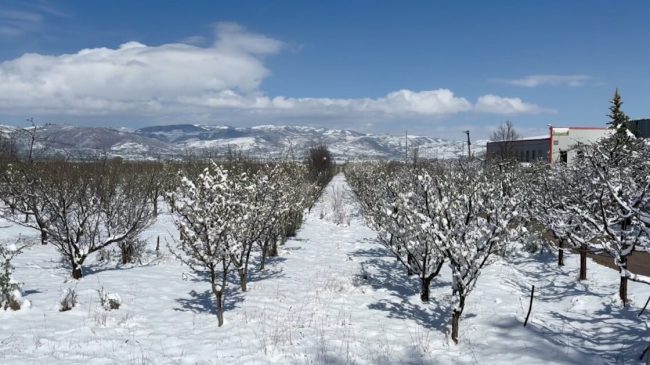 Dëbora dhe temperaturat e ulëta rrezikojnë frutikulturën&hellip;