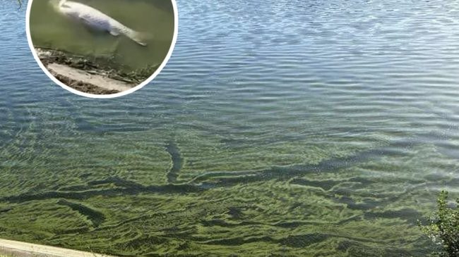 Liqeni i Tiranës është ndotur sërish, në&hellip;