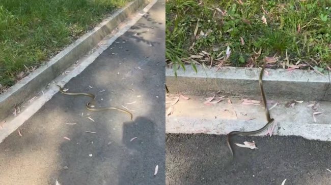 “S’kam parë ndonjëherë kaq të madh!”, gjarpëri&hellip;