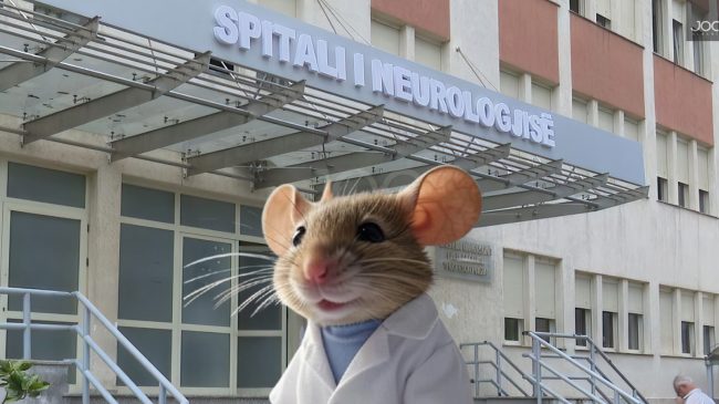 Miu shëtit brenda Spitalit të Neurologjisë në&hellip;