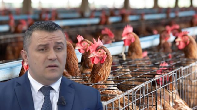 Gripi i shpendëve në Brazil/ Kosova ndalon&hellip;