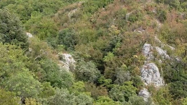 Shkoi në mal për të kërkuar qenin,&hellip;