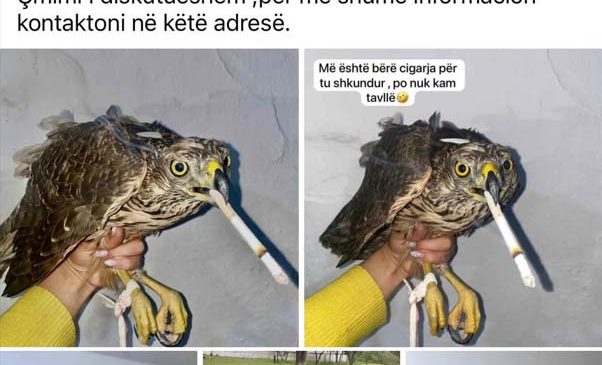 Me këmbën të lidhur dhe cigaren në&hellip;
