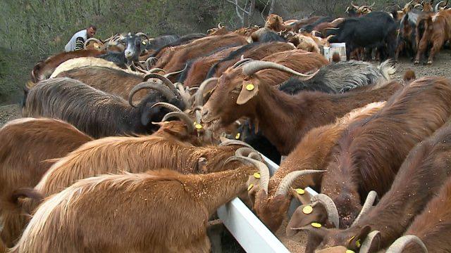 Serbia nis 25 ton misër të kontaminuar&hellip;