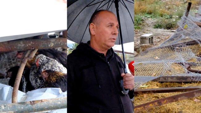 IMT nis shembjen e kotecëve në fshatrat&hellip;