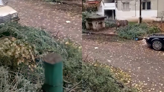 Pema një javë e rrëzuar në Allias,&hellip;