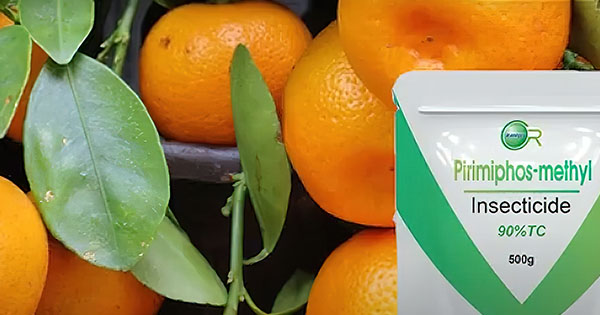 Mandarina me pesticide në Tiranë, 700 kg&hellip;