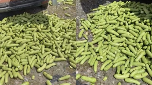 Fermerët e Cërrikut hedhin në kanal kungullin:&hellip;