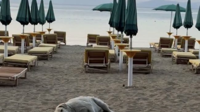 Prekëse në Pogradec, qeni nuk lëviz në&hellip;