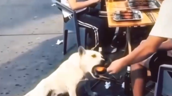 Qeni “aktor” bëhet viral: A po marrin&hellip;