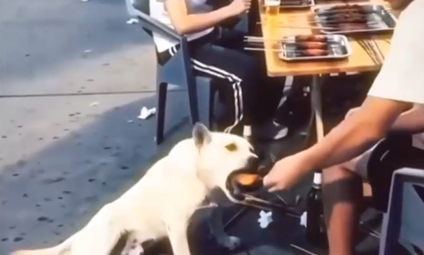 Qeni “aktor” bëhet viral: A po marrin&hellip;