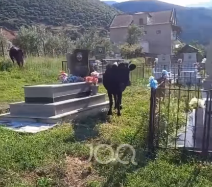 Bagëtitë kullosin mes varreve: “Roja vetëm bën&hellip;