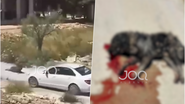 Makabër në Ulqin: Maqedonasja shtyp dy qentë&hellip;