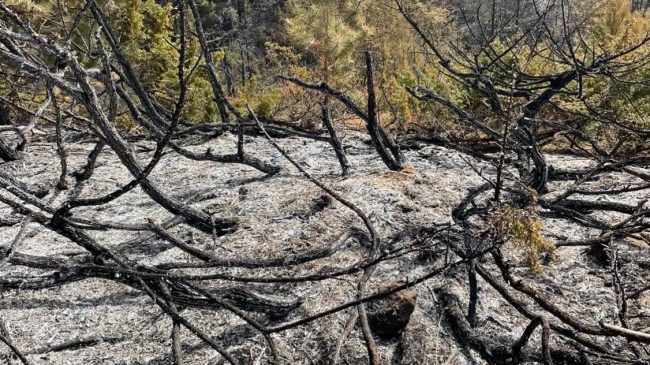 Zjarr masiv në malet e Dibrës, shkrumbohen&hellip;