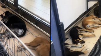 Në Siçili, qentë lejohen në supermarkete për&hellip;