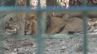 Alarmante në Kopshtin Zoologjik të Tiranës! Kafshët&hellip;