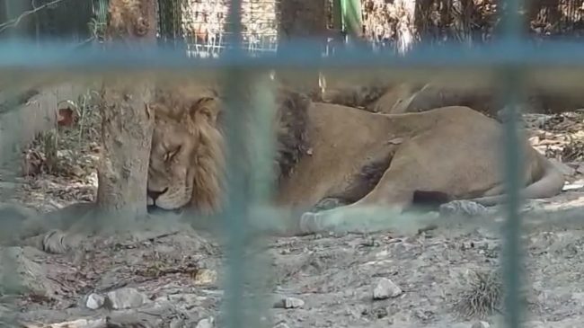 Alarmante në Kopshtin Zoologjik të Tiranës! Kafshët&hellip;
