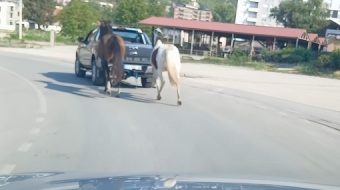 Shoferi lidh kuajt pas makinës dhe i&hellip;