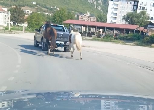 Shoferi lidh kuajt pas makinës dhe i&hellip;