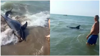 Delfini del në bregun e Durrësit, emigrantët&hellip;