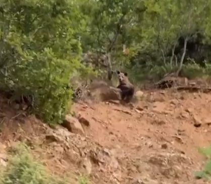 Pamje mahnitëse nga natyra e egër në&hellip;