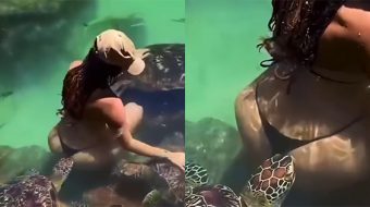 Breshka çamarroke kafshon turisten në të pasme