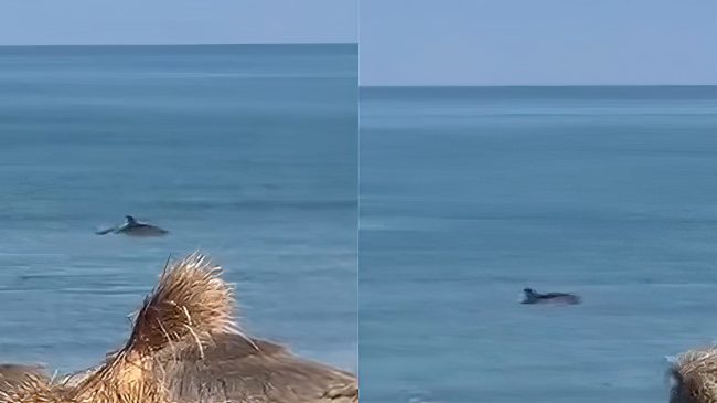 Spektakël në Darëzezë: Delfini lodron pranë bregut&hellip;