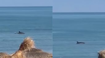 Spektakël në Darëzezë: Delfini lodron pranë bregut&hellip;