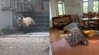 Ariu hyn dhe bën kërdinë në objektin&hellip;