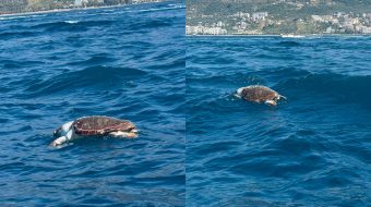 Plastika i merr jetën një breshke në&hellip;