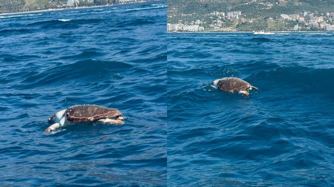 Plastika i merr jetën një breshke në&hellip;