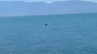 Delfinët dhurojnë spektakël në Radhimë, pamje magjike&hellip;