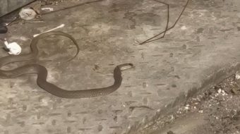 Gjarpri del nga kazani i plehrave në&hellip;