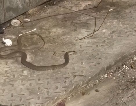 Gjarpri del nga kazani i plehrave në&hellip;