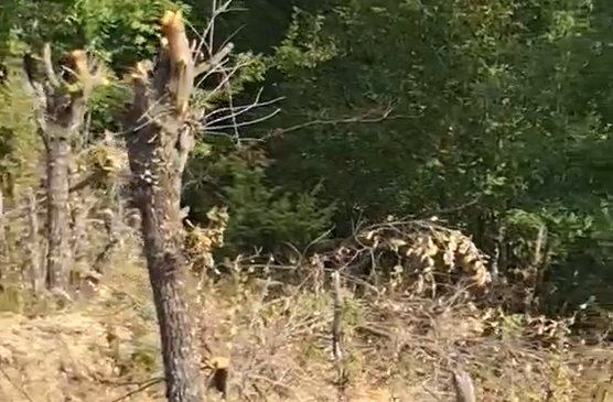 “Po na presin pyllin”/ Pemë të prera&hellip;