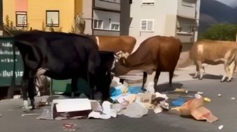 Festime Mjeshtri nxjerr xhiro lopët në mes&hellip;